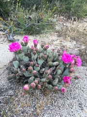 Opuntia basilaris brachyclada
