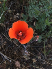 Calochortus kennedyi kennedyi