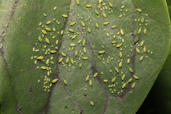 Illinoia liriodendri