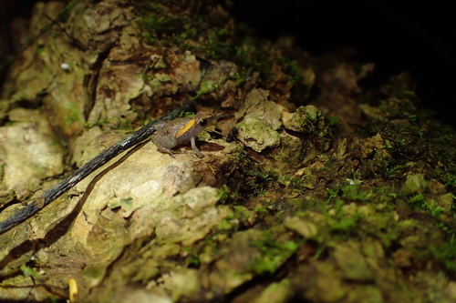 Andoany Stump-toed Frog