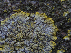 Candelariella medians