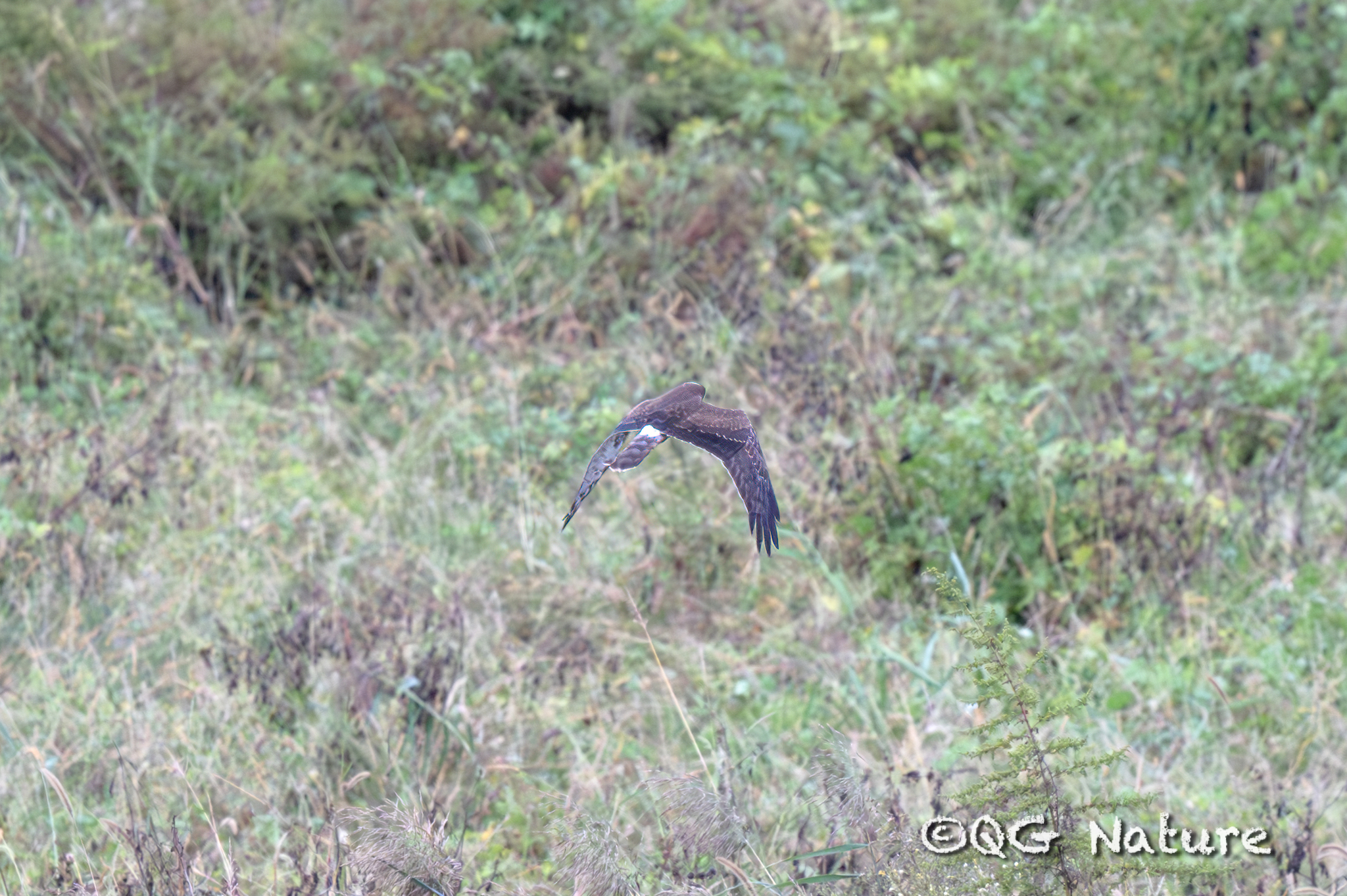 Pied Harrier