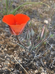 Calochortus kennedyi kennedyi