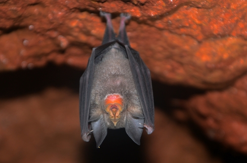 Blyth's Horseshoe Bat (Rhinolophus lepidus)
