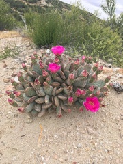 Opuntia basilaris brachyclada