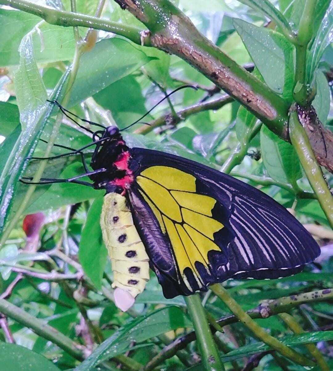 Sahyadri Birdwing