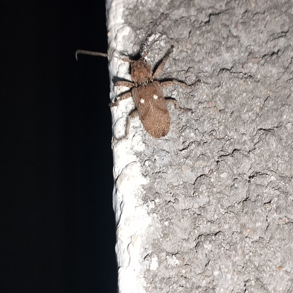 Biobessa albopunctata