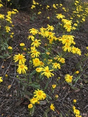 Senecio californicus