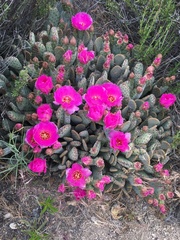 Opuntia basilaris brachyclada