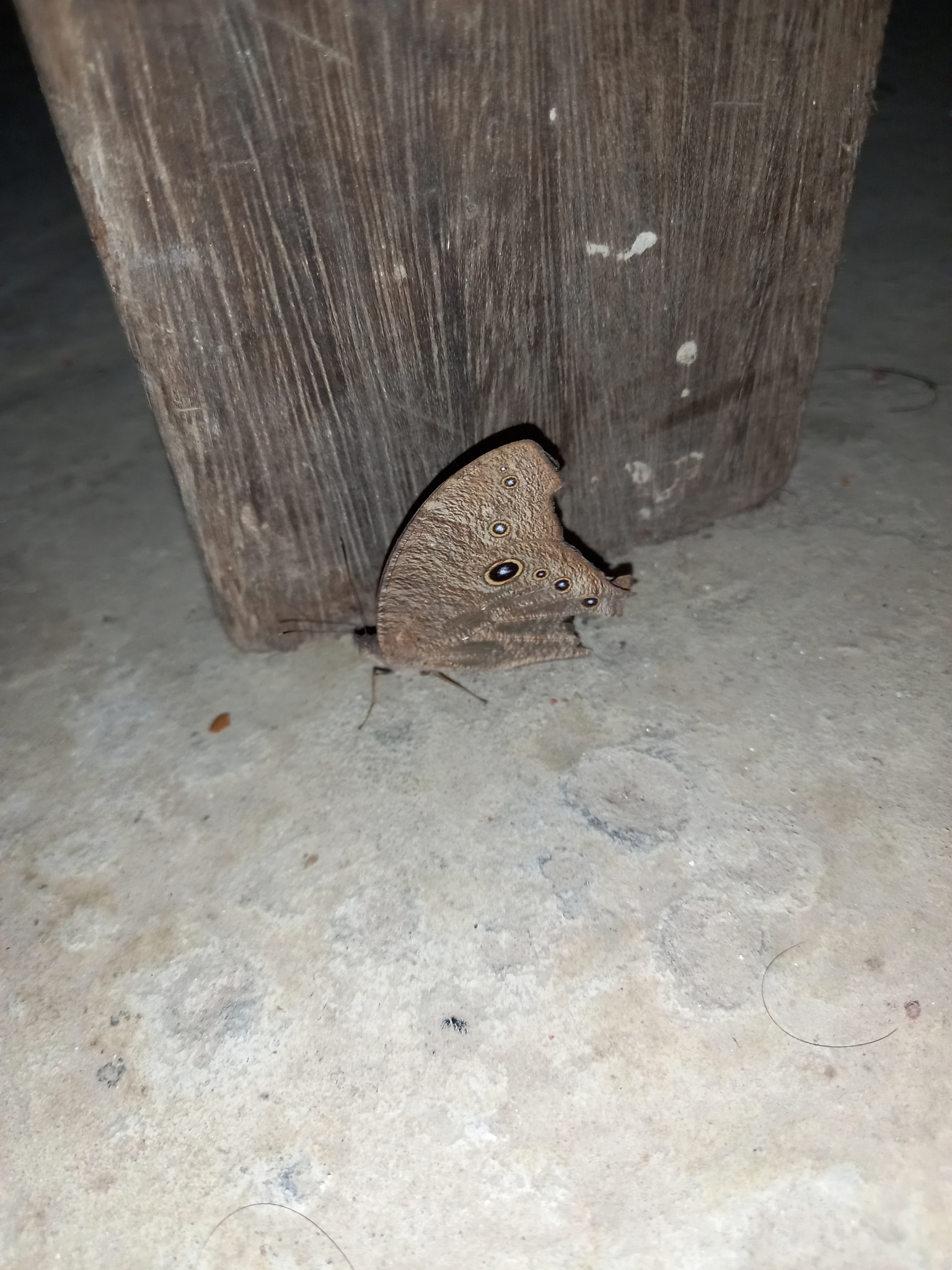 Common Evening Brown