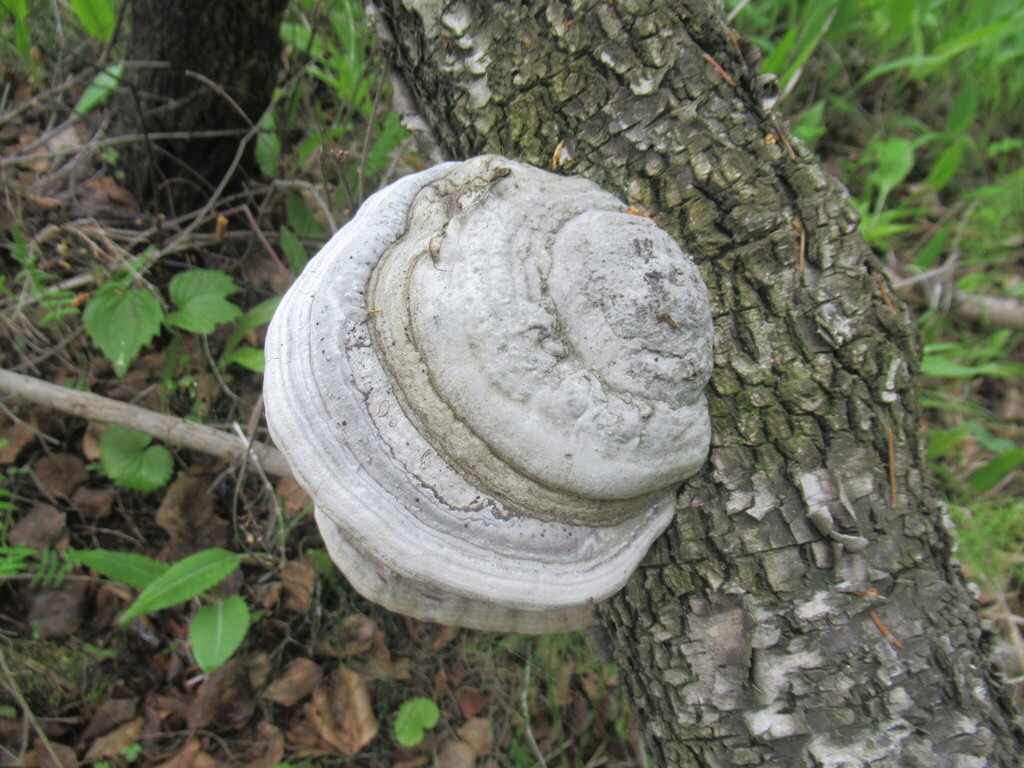 Fomes fomentarius · June 2025 · photo: © smsergey (iNaturalist, cc-by-nc)