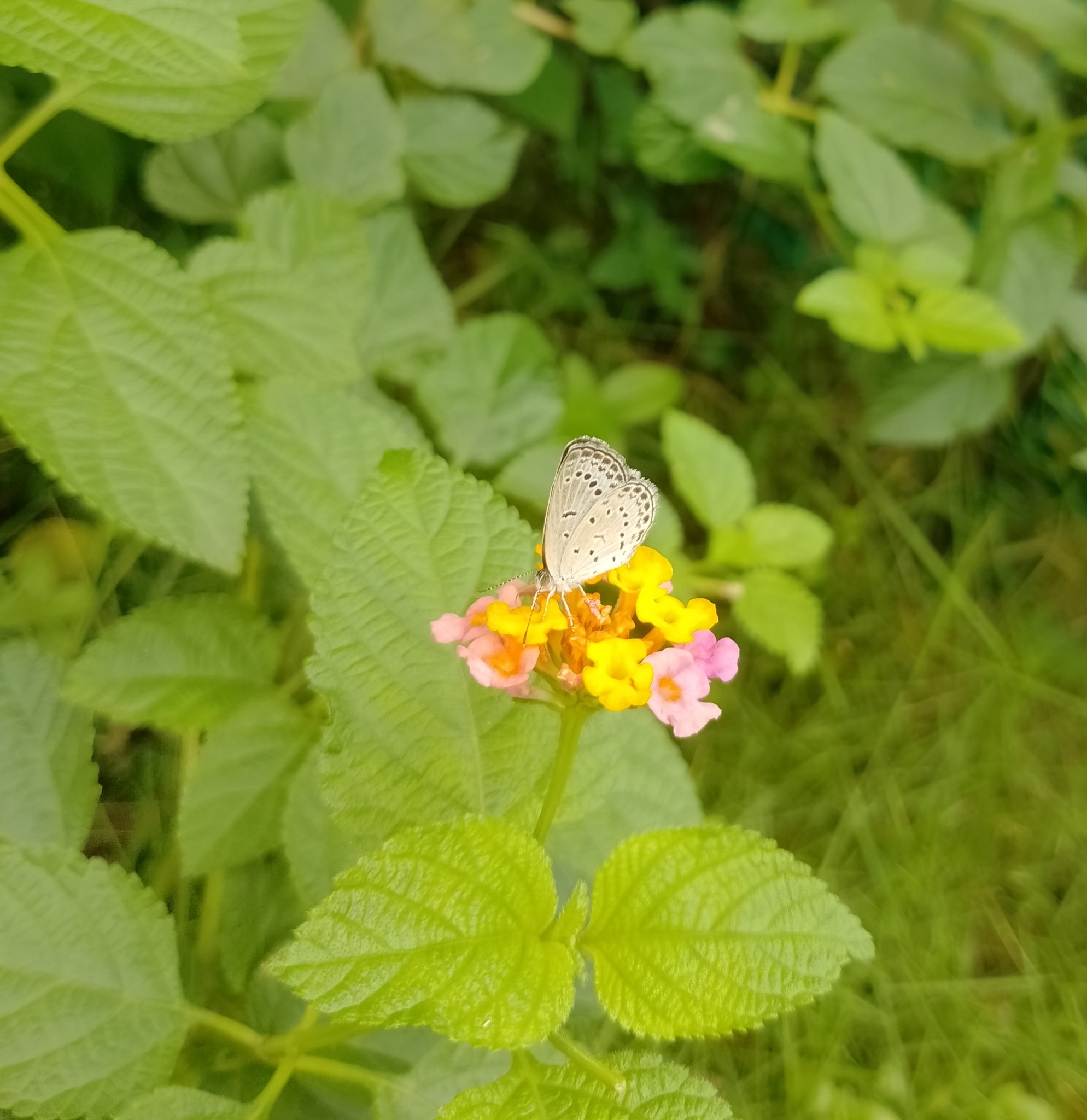 Pale Grass Blue