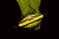 Gasteracantha diadesmia