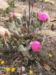 Opuntia basilaris brachyclada