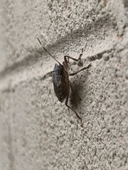 Halyomorpha halys