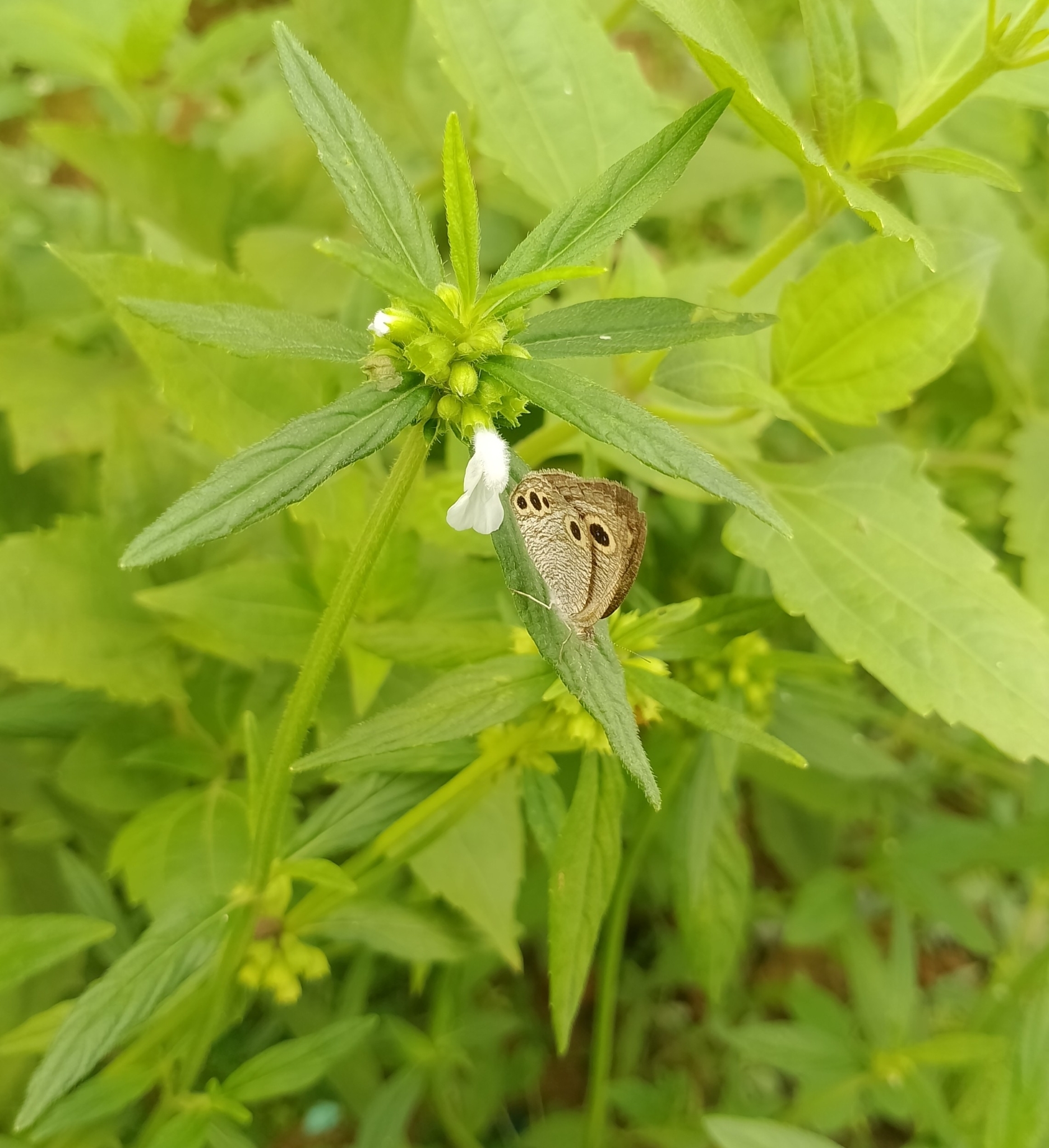 Common Four-Ring