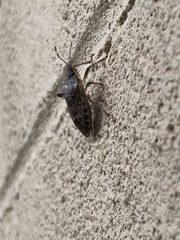 Halyomorpha halys