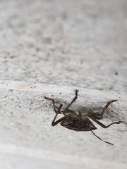 Halyomorpha halys