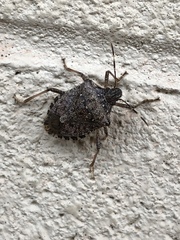 Halyomorpha halys