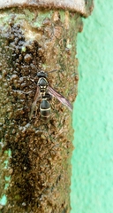 Polybia occidentalis