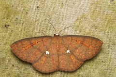 Discoglypha locupletata