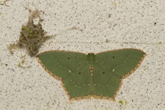 Cyclothea disjuncta
