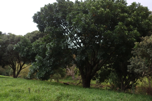 Ekebergia capensis