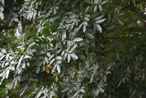Ekebergia capensis