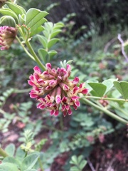 Hosackia crassifolia