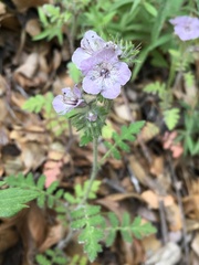 Phacelia cicutaria hispida