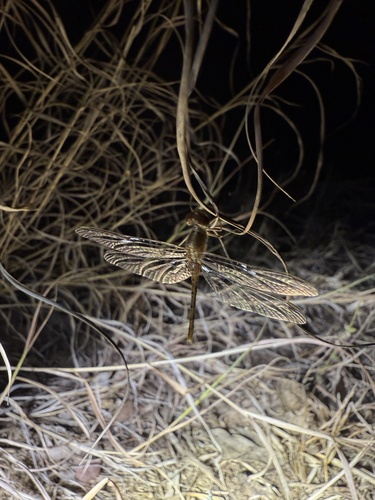 Wandering Percher