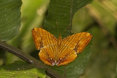 Chersonesia risa risa