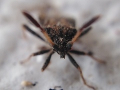 Strobilotoma typhaecornis