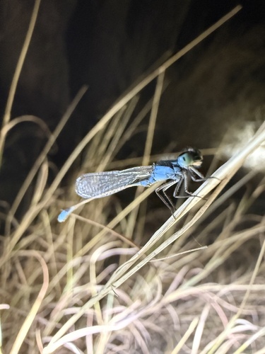 Australian Bluetail