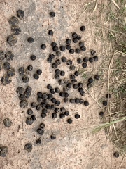 Alcelaphus buselaphus lelwel