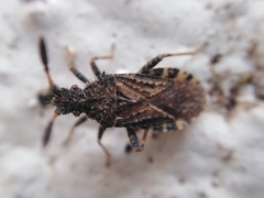 Strobilotoma typhaecornis