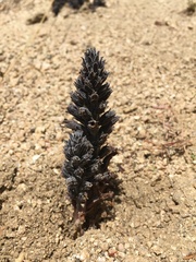 Aphyllon cooperi