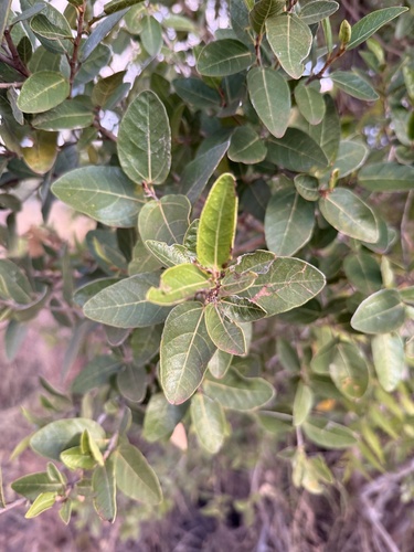 Ficus aculeata