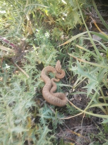 Lebanon Viper