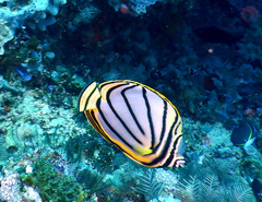 Chaetodon meyeri