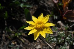 Eriophyllum lanatum integrifolium