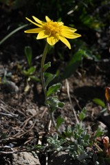 Eriophyllum lanatum integrifolium