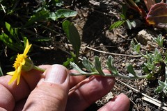 Eriophyllum lanatum integrifolium