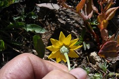 Eriophyllum lanatum integrifolium