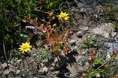 Eriophyllum lanatum integrifolium