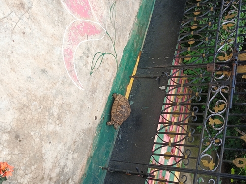 Indian Star Tortoise