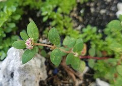Euphorbia hirta image
