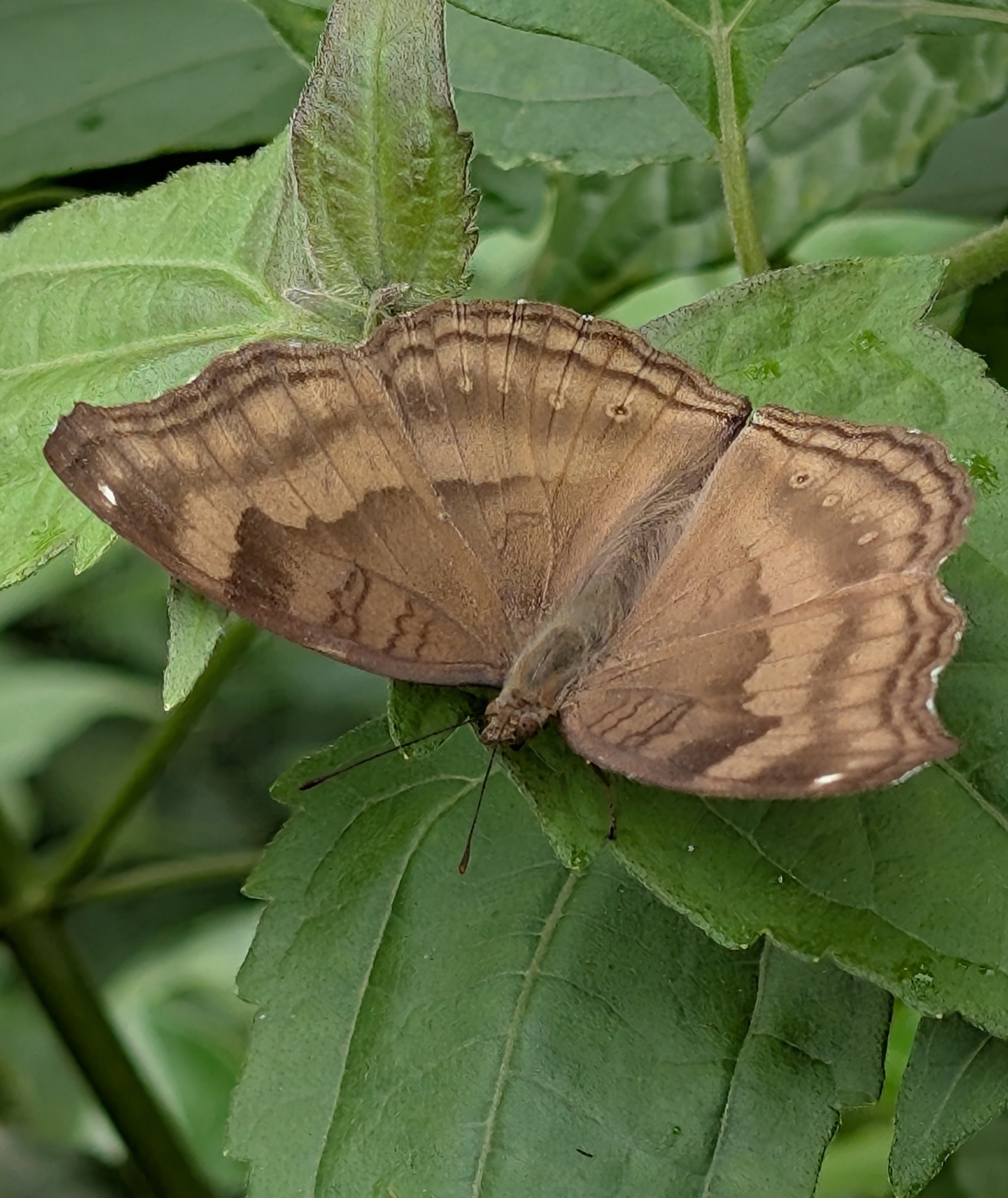 Chocolate Pansy