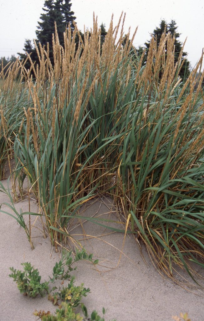 American lyme grass