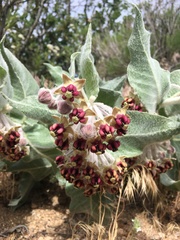 Asclepias californica californica